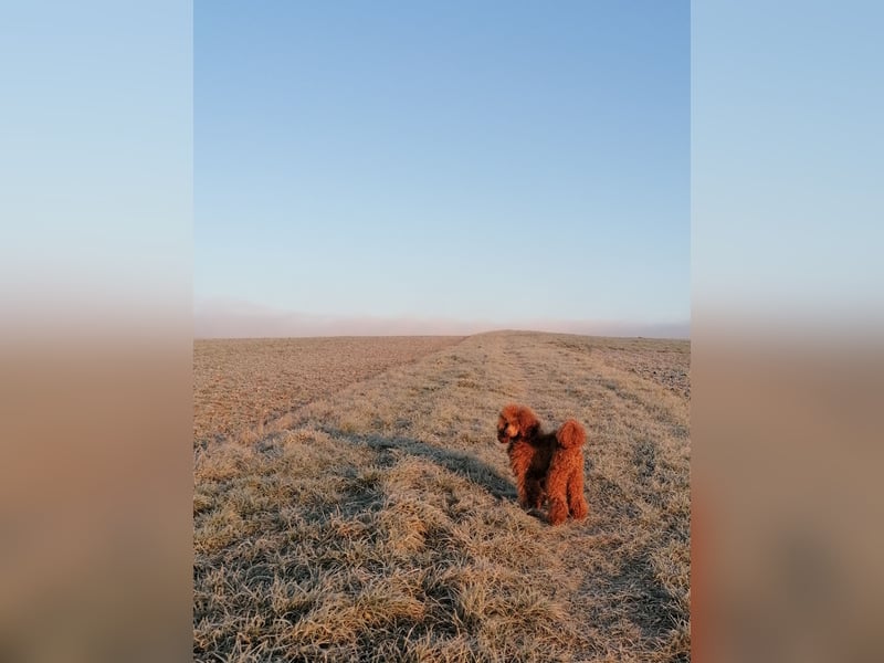 Kleinpudel Zwergpudel in rot red, vererbt auch tan bzw. loh