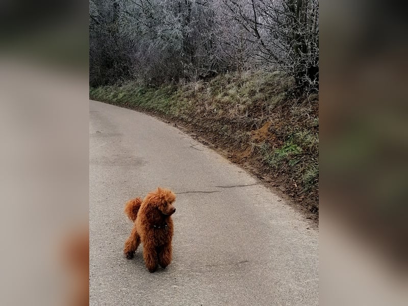 Kleinpudel Zwergpudel in rot red, vererbt auch tan bzw. loh