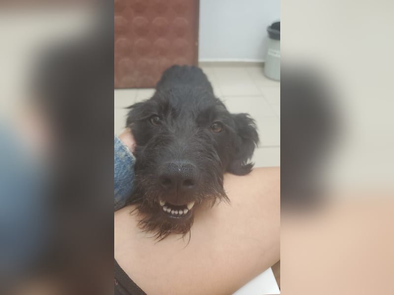 Findus❤️ zotteliger Mischlings Rüde sucht seine Familie
