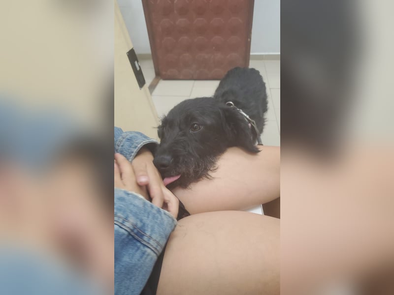 Findus❤️ zotteliger Mischlings Rüde sucht seine Familie