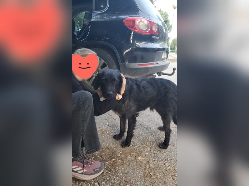 Findus❤️ zotteliger Mischlings Rüde sucht seine Familie