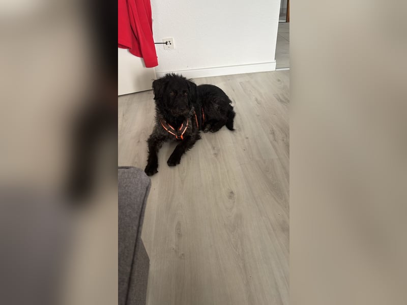 Findus❤️ Pudel Mischlingsrüde