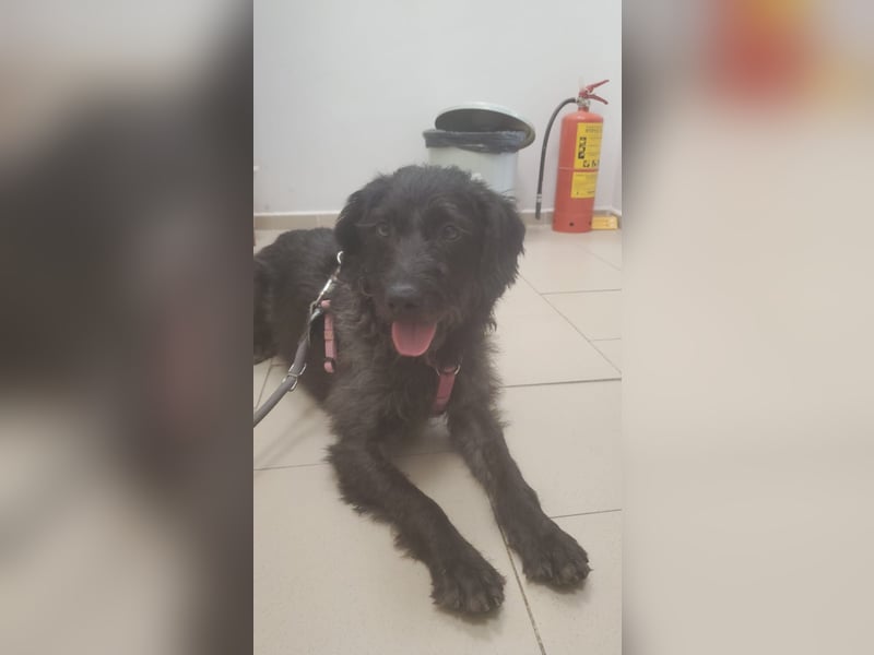 Findus❤️ zotteliger Mischlings Rüde sucht seine Familie