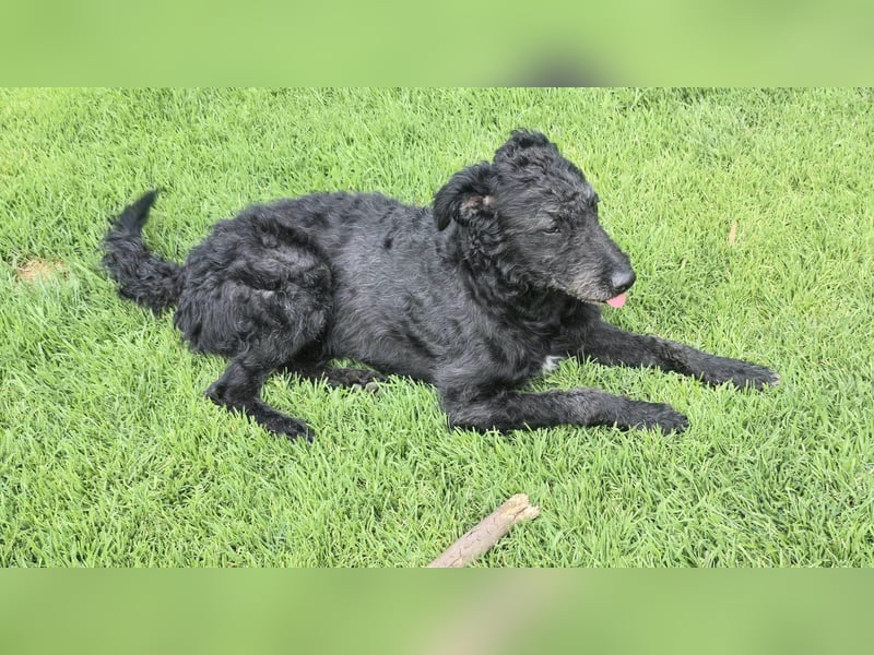 Mogli Pudelmix auf Pflegestelle 59399 Olfen