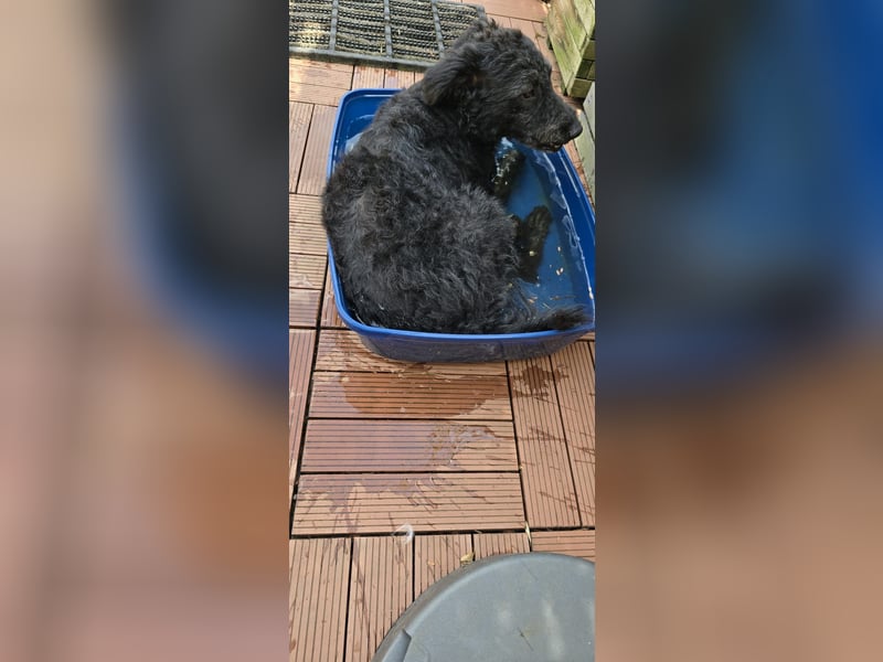 Mogli Pudelmix auf Pflegestelle 59399 Olfen