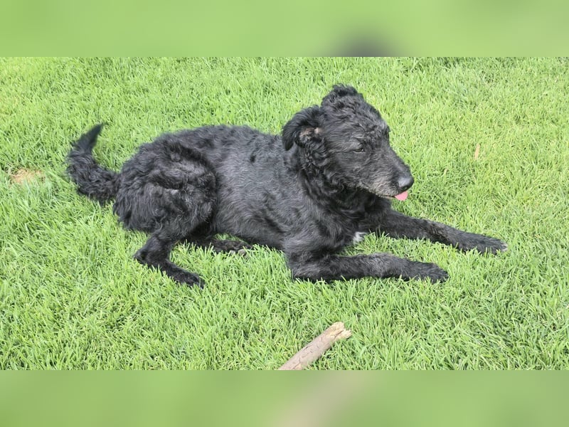 Mogli Pudelmix auf Pflegestelle 59399 Olfen
