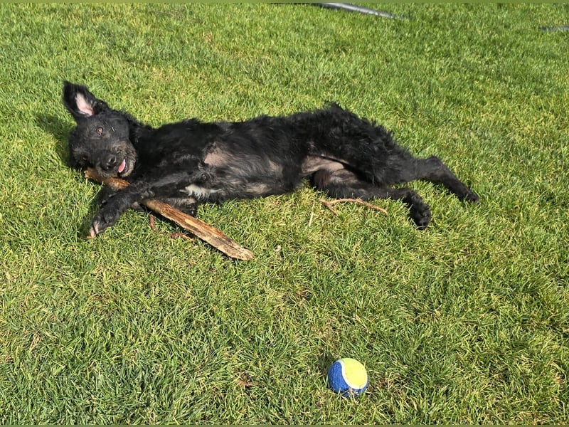 Mogli Pudelmix auf Pflegestelle 59399 Olfen