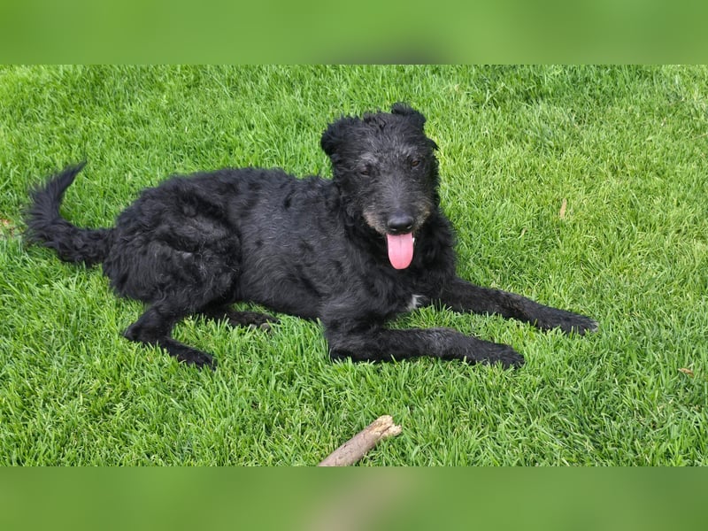 Mogli Pudelmix auf Pflegestelle 59399 Olfen