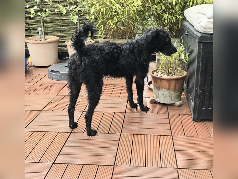 Mogli Pudelmix auf Pflegestelle 59399 Olfen