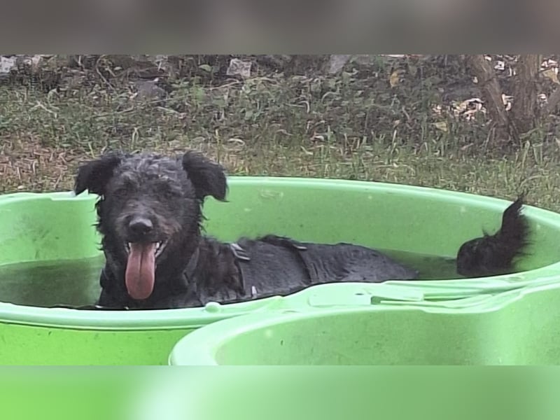 Mogli Pudelmix auf Pflegestelle 59399 Olfen