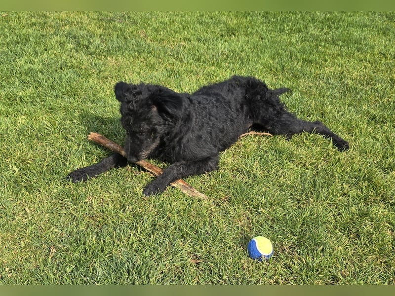 Mogli Pudelmix auf Pflegestelle 59399 Olfen