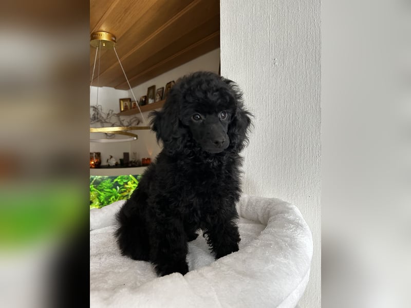 *AB SOFORT ABGABEBEREIT* reinrassiger Toy/Zwergpudel Welpe in schwarz