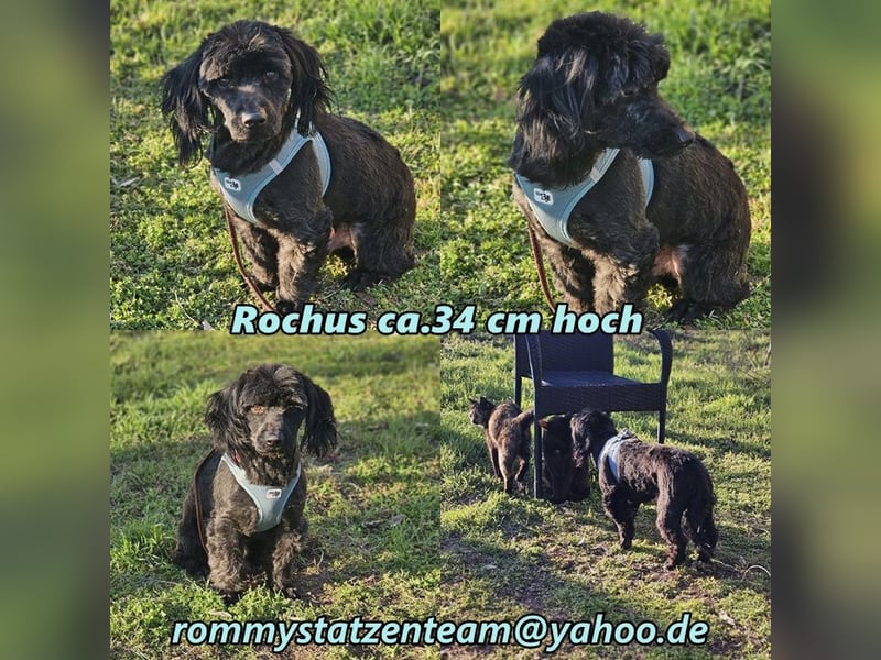 Rochus ist charmant und gelehrig