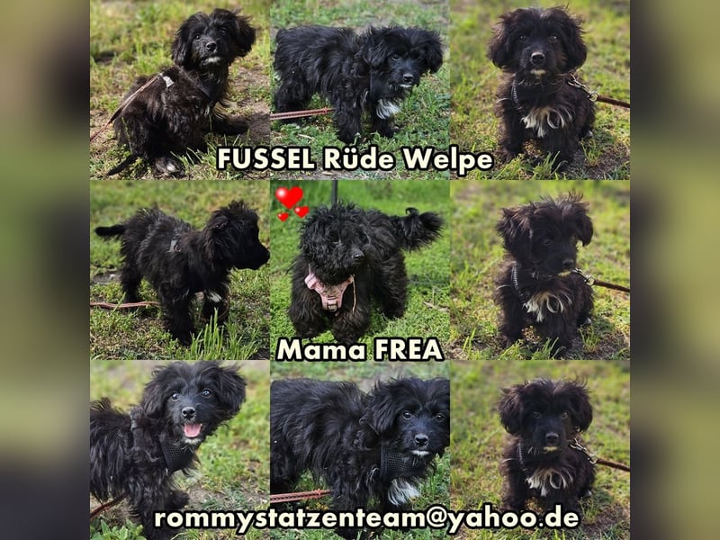 Fussel ist immer zu Streichen aufgelegt