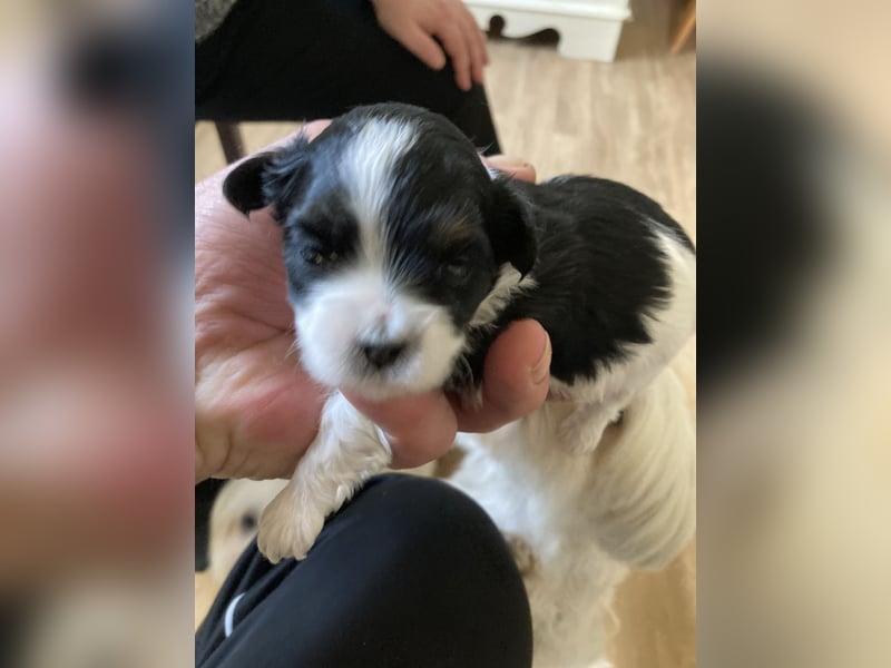 Hallo unser Henry freut sich auf Damen besuch
