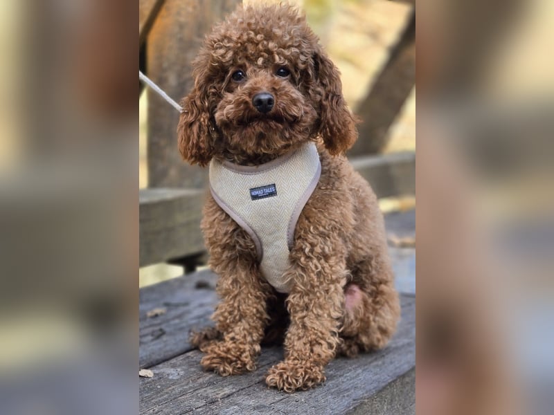 Toypudel Twix deckrüde kein Verkauf Malteser, Maltipoo, havaneser, pudel er deckt alle rassen