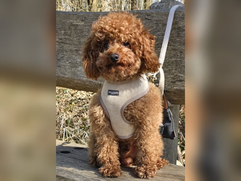 Toypudel Twix deckrüde kein Verkauf Malteser, Maltipoo, havaneser, pudel er deckt alle rassen
