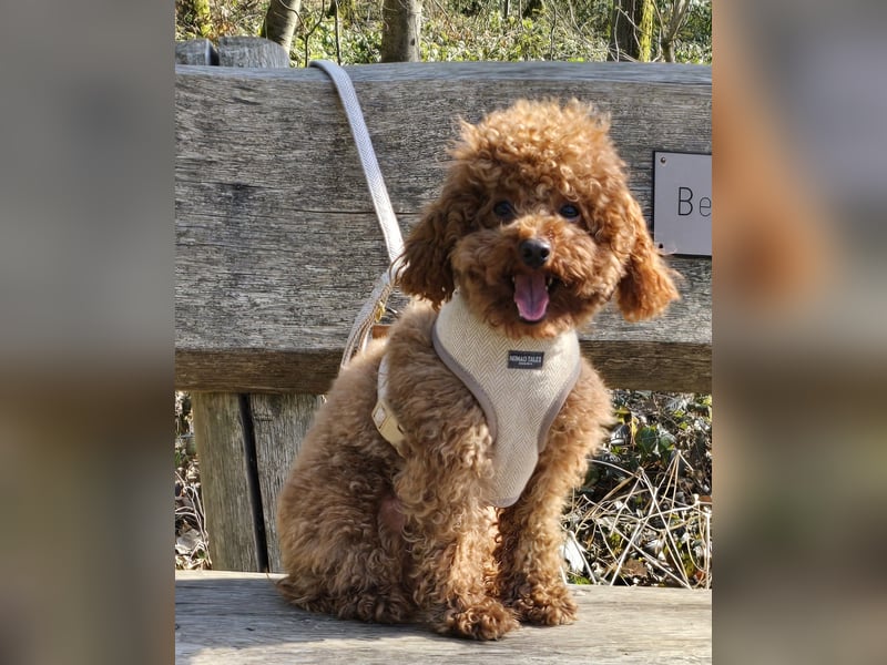 Toypudel Twix deckrüde kein Verkauf Malteser, Maltipoo, havaneser, pudel er deckt alle rassen