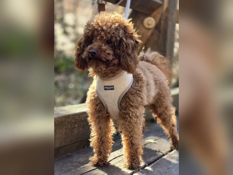 Toypudel Twix deckrüde kein Verkauf Malteser, Maltipoo, havaneser, pudel er deckt alle rassen