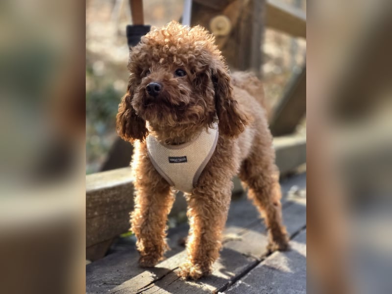 Toypudel Twix deckrüde kein Verkauf Malteser, Maltipoo, havaneser, pudel er deckt alle rassen