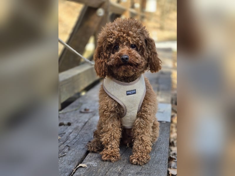 Toypudel Twix deckrüde kein Verkauf Malteser, Maltipoo, havaneser, pudel er deckt alle rassen