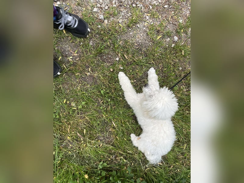 Pudel welpe sucht einen neue Besitzer
