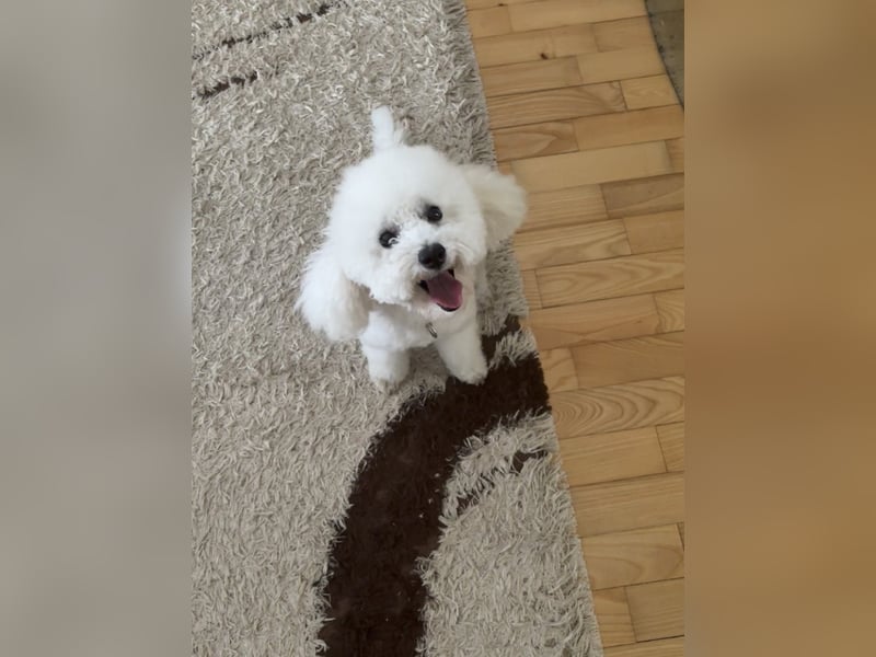 Pudel welpe sucht einen neue Besitzer