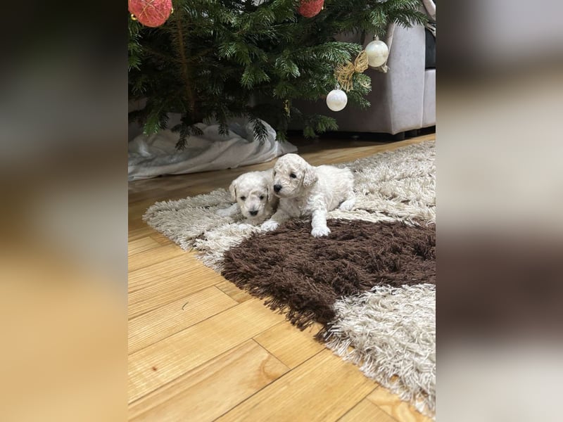 Pudel welpe sucht einen neue Besitzer