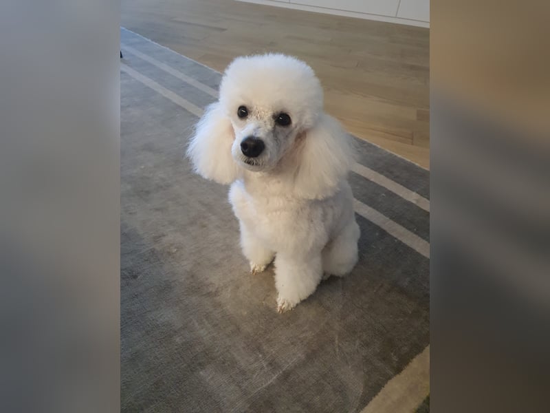 Pudel welpe sucht einen neue Besitzer