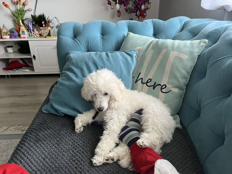 Pudel welpe sucht einen neue Besitzer