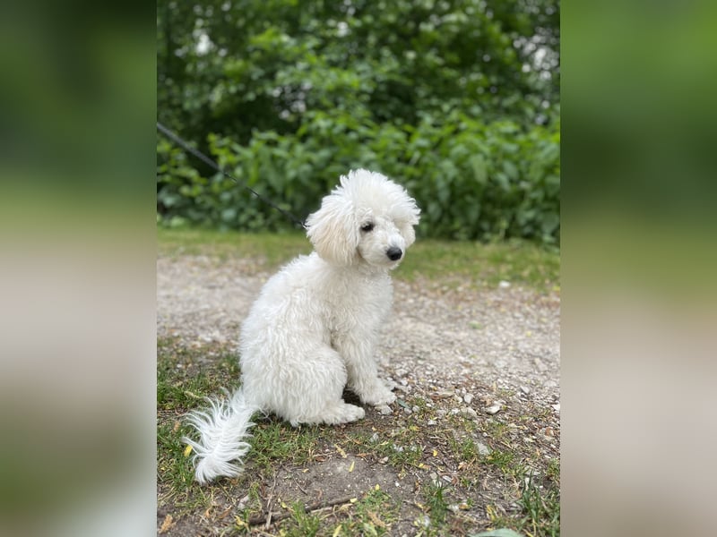 Pudel welpe sucht einen neue Besitzer