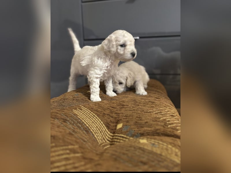 Pudel welpe sucht einen neue Besitzer