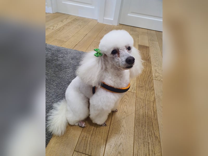Pudel welpe sucht einen neue Besitzer