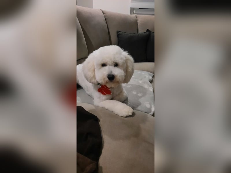 Pudel welpe sucht einen neue Besitzer
