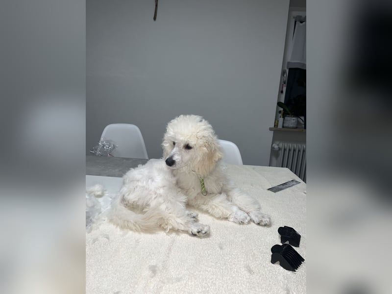 Pudel welpe sucht einen neue Besitzer