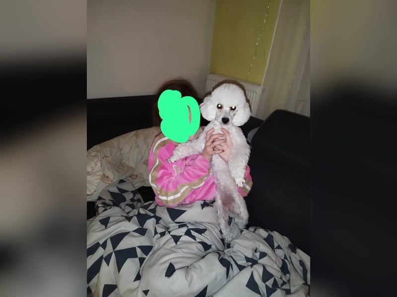 Pudel welpe sucht einen neue Besitzer
