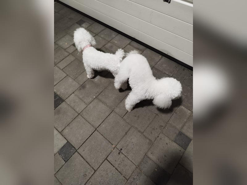 Pudel welpe sucht einen neue Besitzer