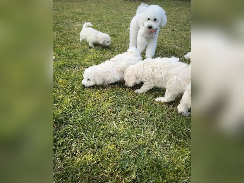 Pudel welpe sucht einen neue Besitzer