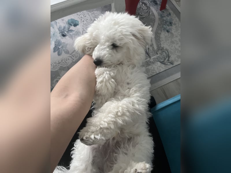 Pudel welpe sucht einen neue Besitzer