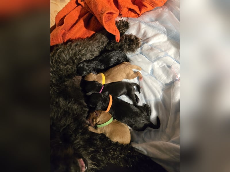 Apricot Fawn Zwergpudel Deckrüde Erfahren Ahnentafel Gentest Patella Katarakte frei, Zuchttauglich