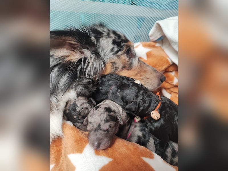Apricot Fawn Zwergpudel Deckrüde Erfahren Ahnentafel Gentest Patella Katarakte frei, Zuchttauglich
