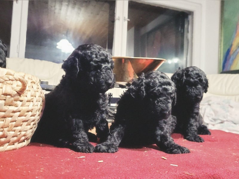 Mudidoodle ( Mudi - M. Pudel) Welpen