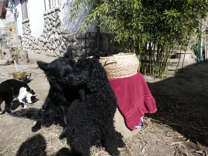 Mudidoodle ( Mudi - M. Pudel) Welpen