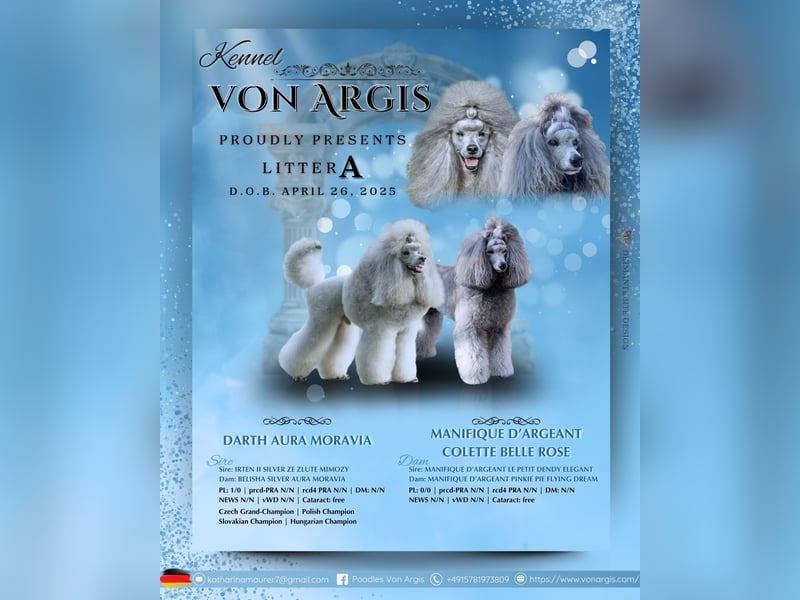 Reinrassige Welpen, Kleinpudel Silber, VDH Zucht