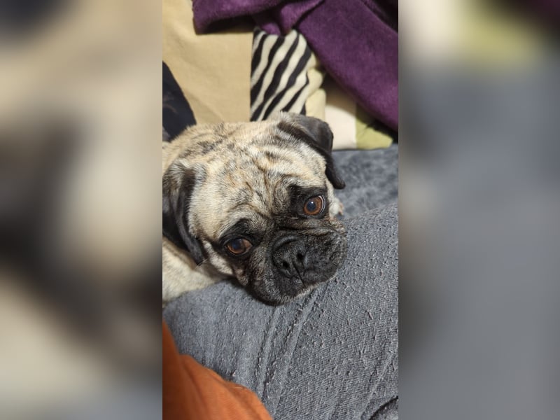 Claire 8 Jahre sucht neues Zuhause