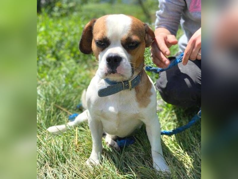 Ruben, Puggle Mischling