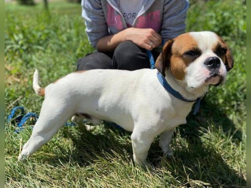 Ruben, Puggle Mischling