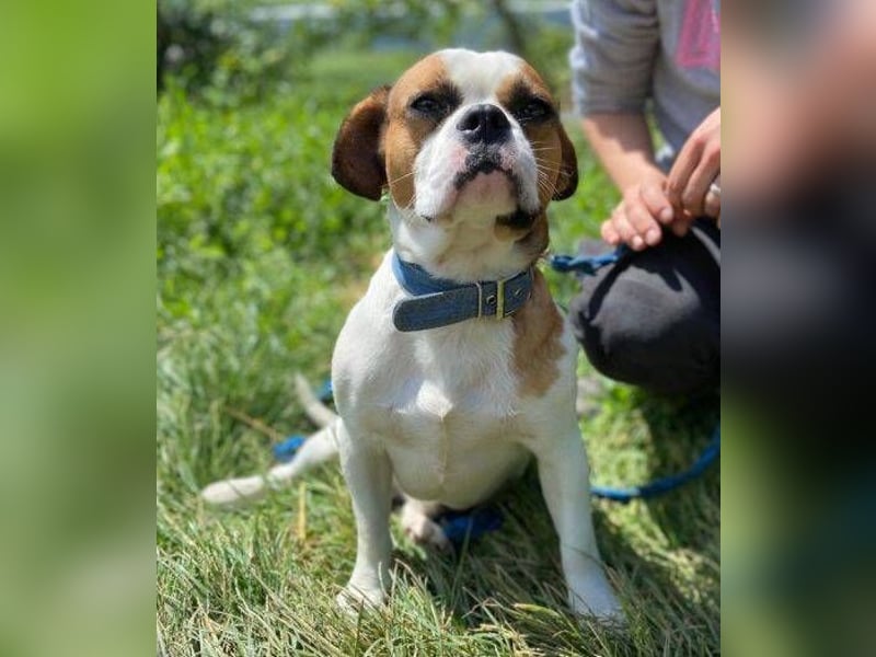 Ruben, Puggle Mischling
