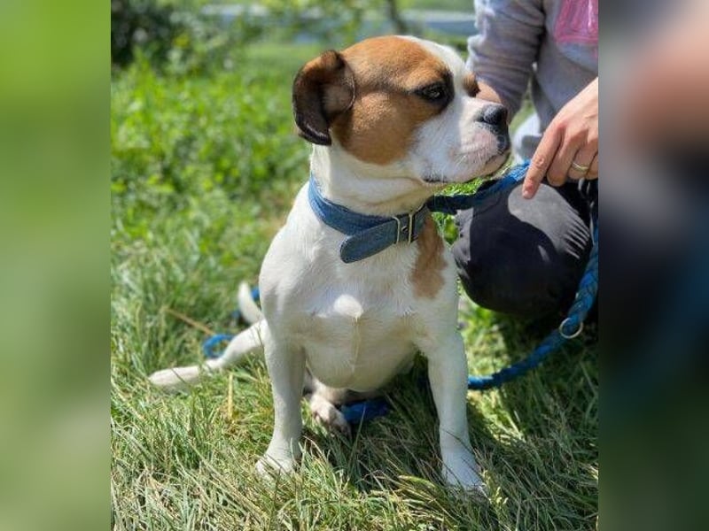 Ruben, Puggle Mischling