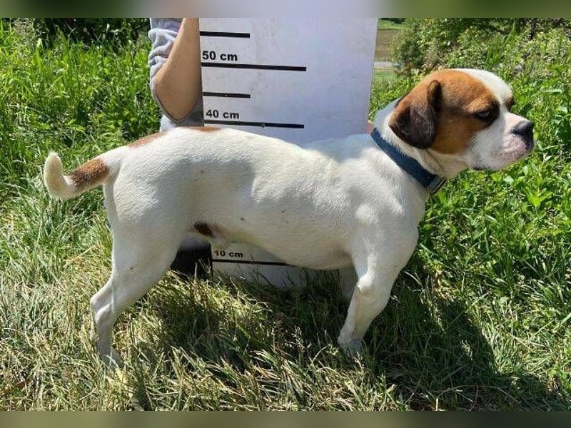 Ruben, Puggle Mischling